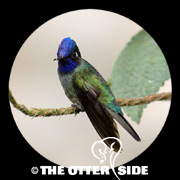 Violet-headed Hummingbird