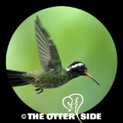 White-eared Hummingbird