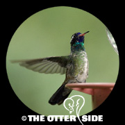 White-eared Hummingbird