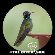 White-eared Hummingbird