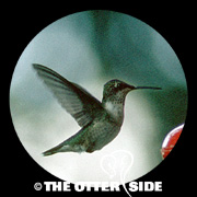 Ruby-throated Hummingbird