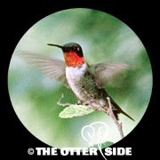Ruby-throated Hummingbird