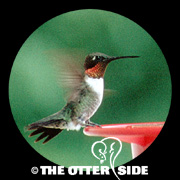 Ruby-throated Hummingbird