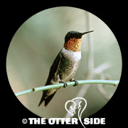 Ruby-throated Hummingbird