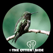 Ruby-throated Hummingbird