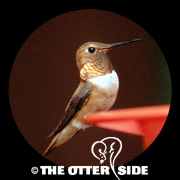 Rufous Hummingbird
