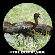 Glossy Ibis