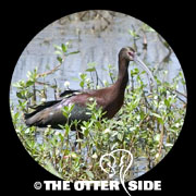 White-faced Ibis