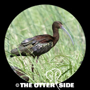 White-faced Ibis