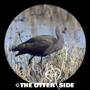 White-faced Ibis