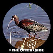 White-faced Ibis