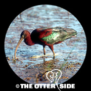 Glossy Ibis