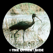 Glossy Ibis