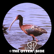 White-faced Ibis
