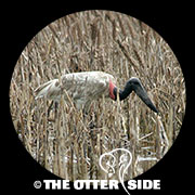 Jabiru