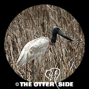 Jabiru