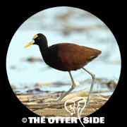 Northern Jacana