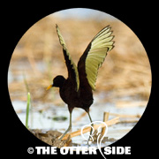 Northern Jacana