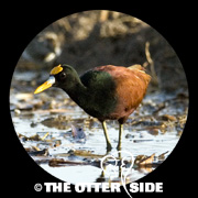 Northern Jacana