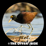 Northern Jacana