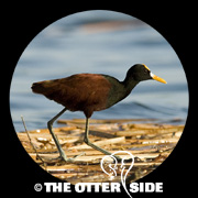 Northern Jacana