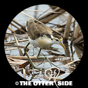 Northern Jacana