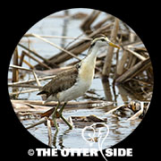 Northern Jacana