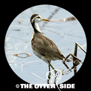 Northern Jacana