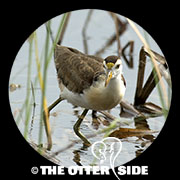 Northern Jacana