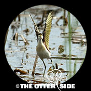 Northern Jacana