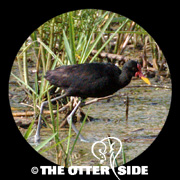 Wattled Jacana
