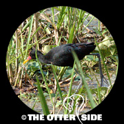 Wattled Jacana