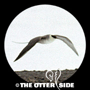 Long-tailed Jaeger