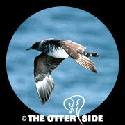 Pomarine Jaeger