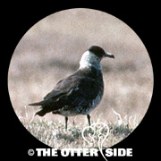 Parasitic Jaeger