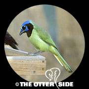 Green Jay