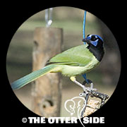 Green Jay