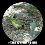 Green Jay