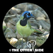 Green Jay