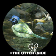 Green Jay