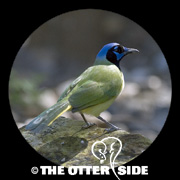 Green Jay