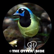 Green Jay