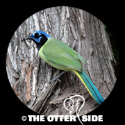 Green Jay
