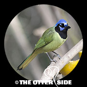 Green Jay