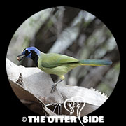 Green Jay