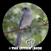 Mexican Jay - Arizona