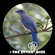 Mexican Jay - Arizona