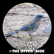 Mexican Jay - Arizona
