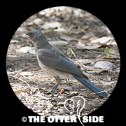 Mexican Jay - Arizona