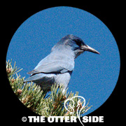 Pinyon Jay